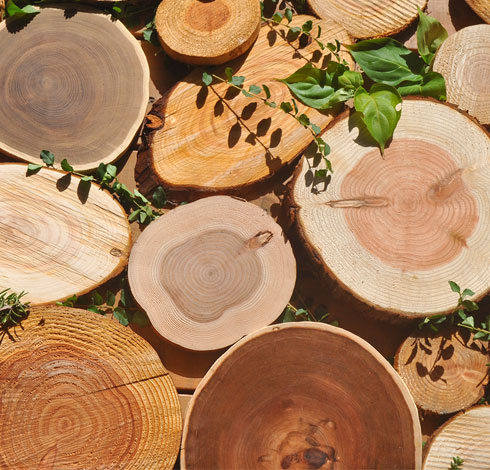 いろいろな丸太の輪切りの写真