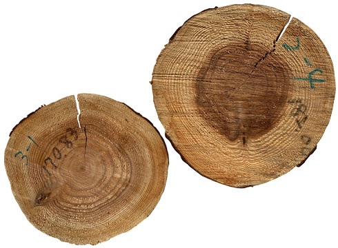 丸太の輪切りのひび割れ例の写真