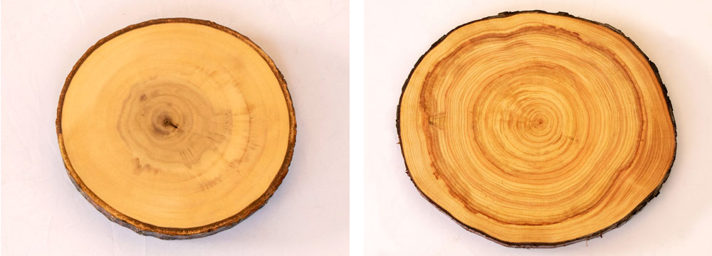 丸太の輪切りの写真